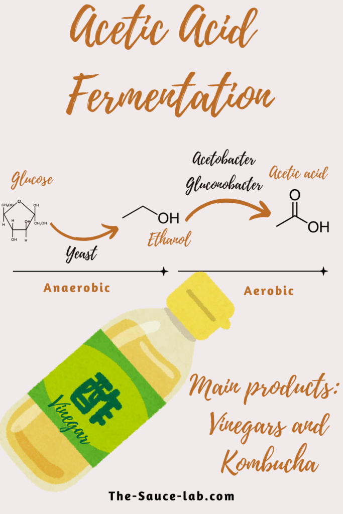 Making vinegar- acetic acid fermentation- the-sauce-lab.com