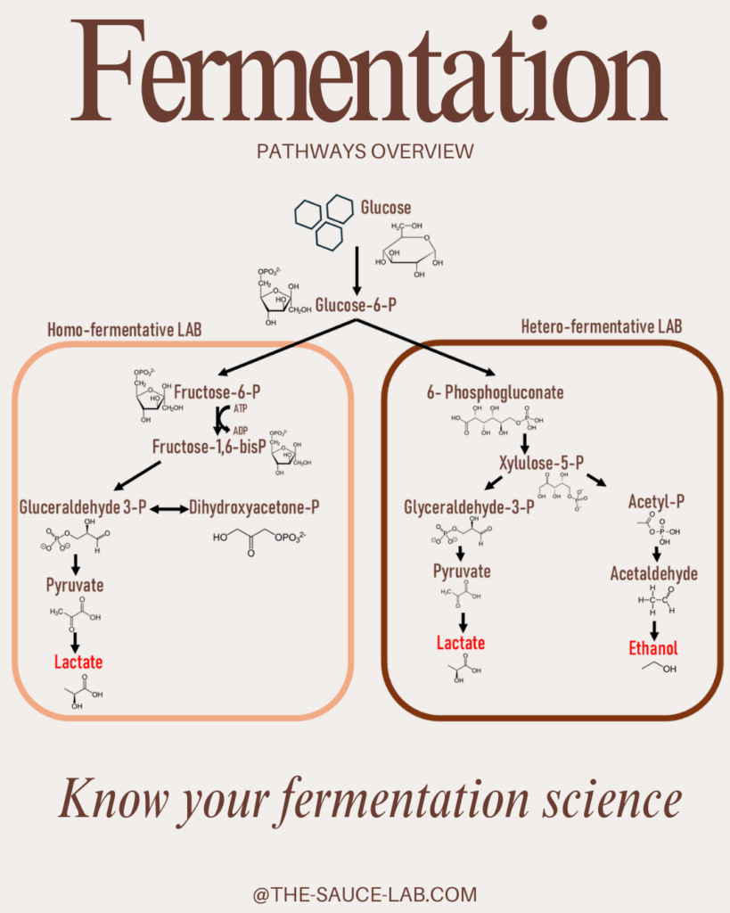 Lacto-fermentation- The-sauce-lab