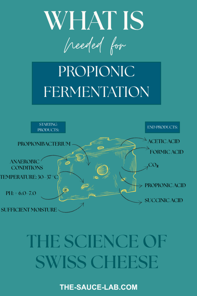 The sicence of swiss cheese- why are the holse created? The-sauce-lab