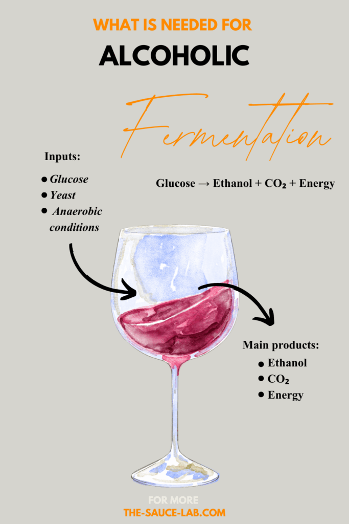 Making alcohol- Alcoholic fermentation-The-sauce-lab