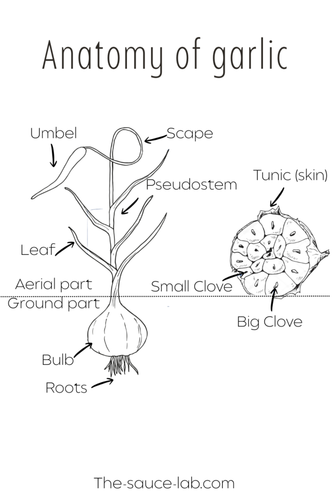 Anatomy of the garlic plant- the photo shows the main structural part of the garlic, which can be separated into underground parts and aboveground parts. 
The underground parts include the bulb and the roots, while the aboveground parts are going to be the stem, the leaves, and the flowering part.