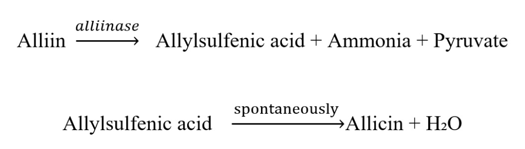 Chemistry of garlic flavour. Conversion of alliin to allicin via alliinese