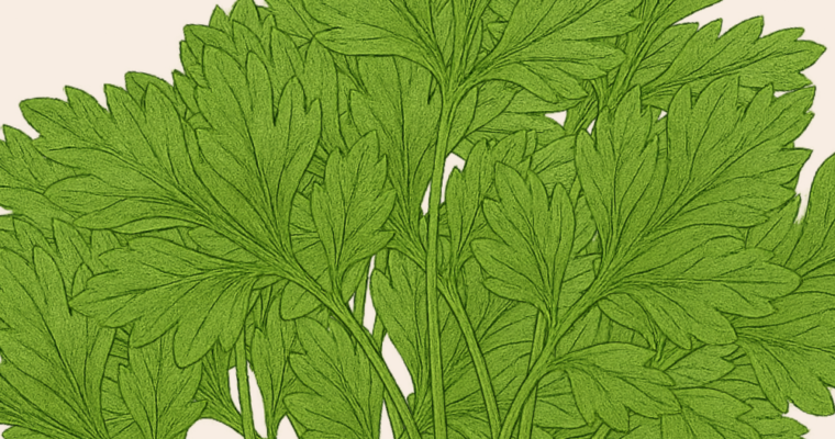 Parsley Uncovered: The Herb That Elevates Every Dish