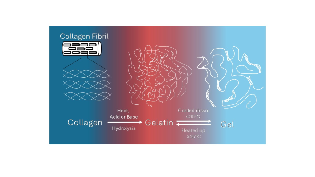Chemical mechanism of gelation illustrating how collagen molecules form gelatine and gel.