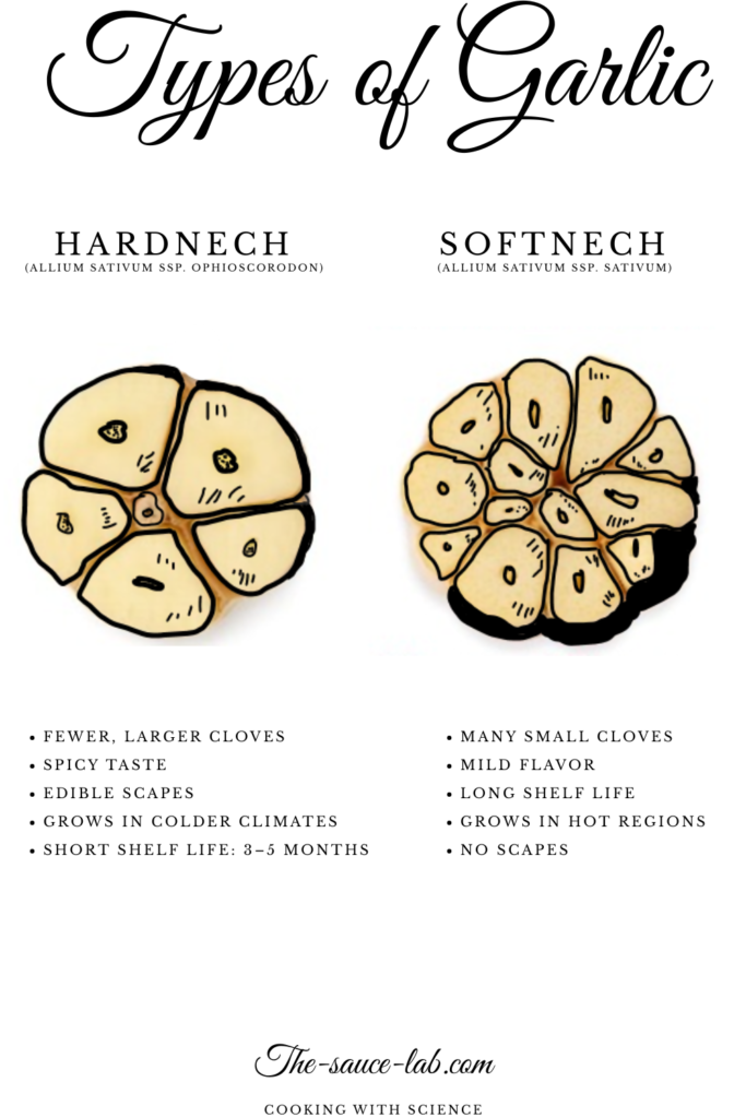 Types of garlic- hardneck and softneck