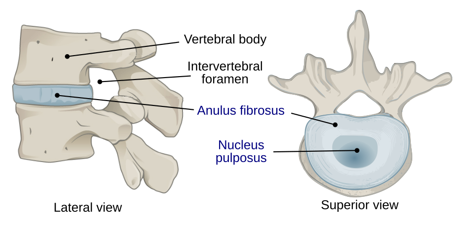 Structure of the intervertebral disc.