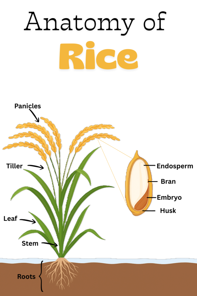 Infographic showing the anatomy of a rice plant, including roots, stem, leaves, panicle, and grains, with labeled parts.