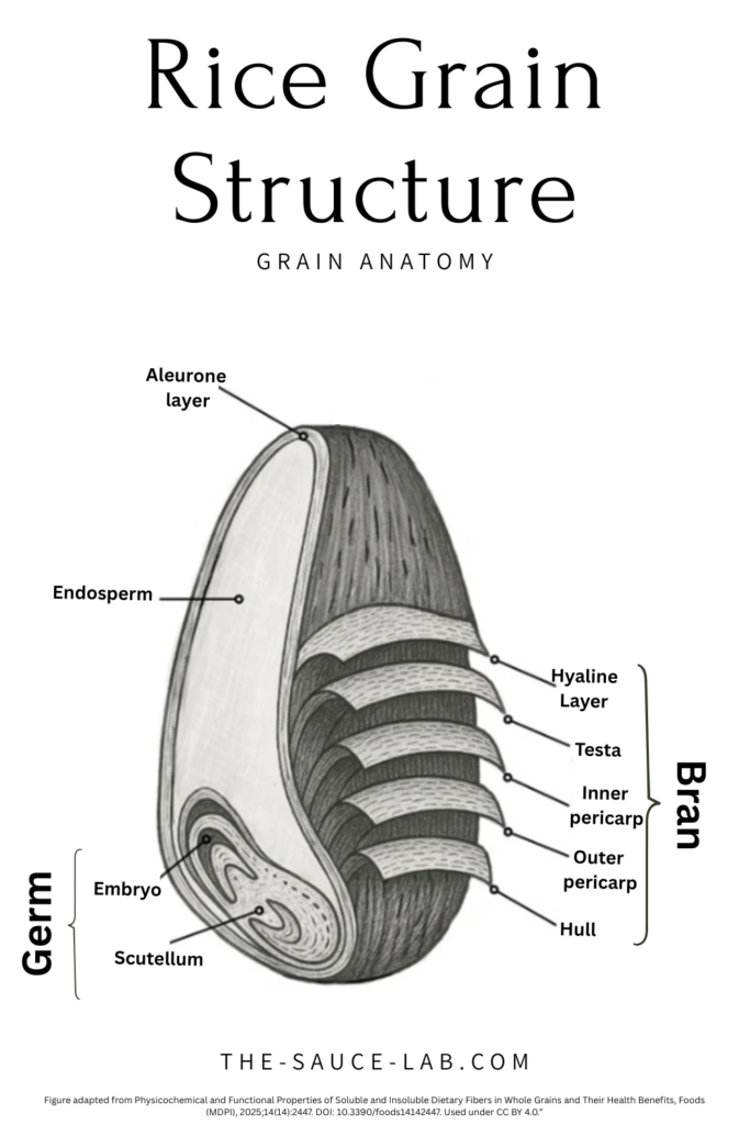 Labelled infographic of rice grain anatomy showing the husk (hull), bran layers, endosperm, and germ