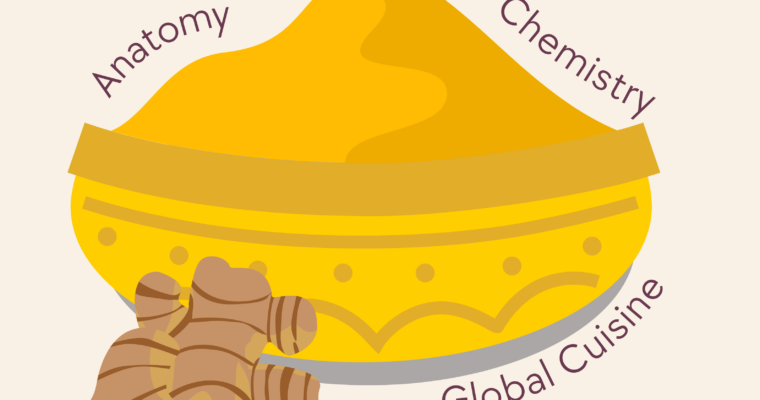 Turmeric Uncovered: Biology, Chemistry, and Culinary Uses