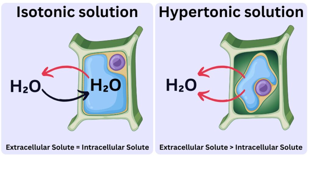 Diagram showing water moving out of lemon cells into a salty brine through osmosis, causing the cells to shrink and the lemon to soften.