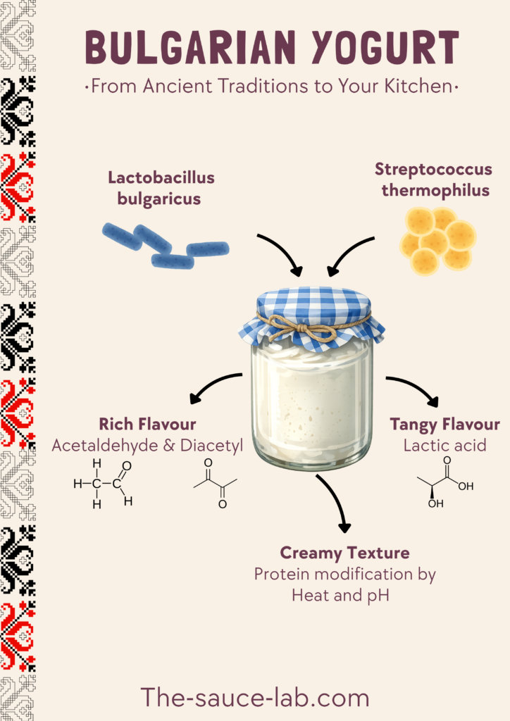 Diagram of Bulgarian yogurt fermentation illustrating Lactobacillus bulgaricus and Streptococcus thermophilus producing lactic acid, flavour compounds, and creamy texture.