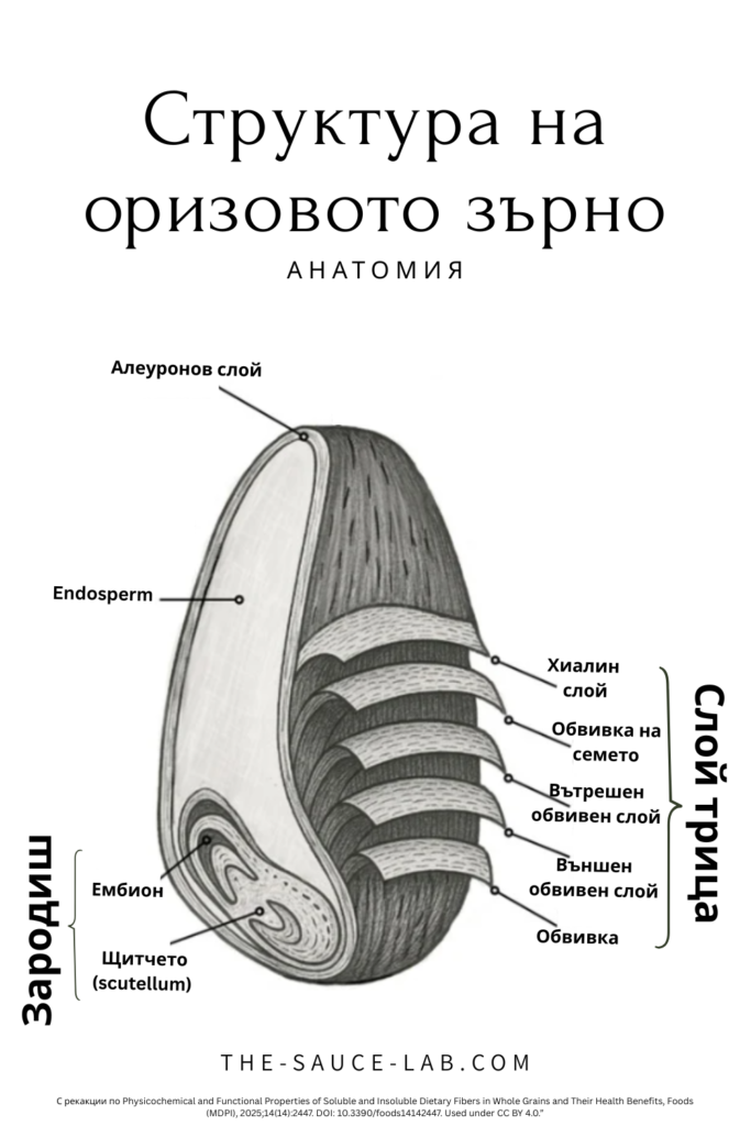 Инфографика с етикети на анатомията на оризовото зърно, показваща обвивката (шел/хъл), трицата, ендосперма и зародиша