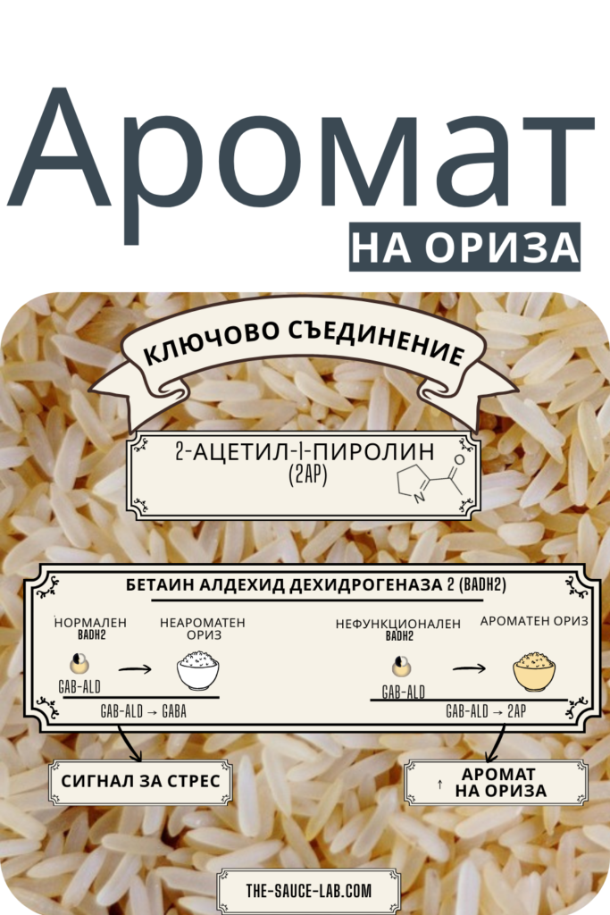 Инфографика за аромата на ориза. Заглавие „Аромат на ориза“. На фон от зърна ориз е показано ключовото ароматно съединение 2-ацетил-1-пиролин (2AP). Схема илюстрира ролята на ензима бетаин алдехид дехидрогеназа 2 (BADH2): при нормален BADH2 оризът е без аромат, а при нефункционален BADH2 се произвежда 2AP и оризът е ароматен. Показани са стрелки за „сигнал за стрес“ и „аромат на ориза“, както и логото the-sauce-lab.com.
