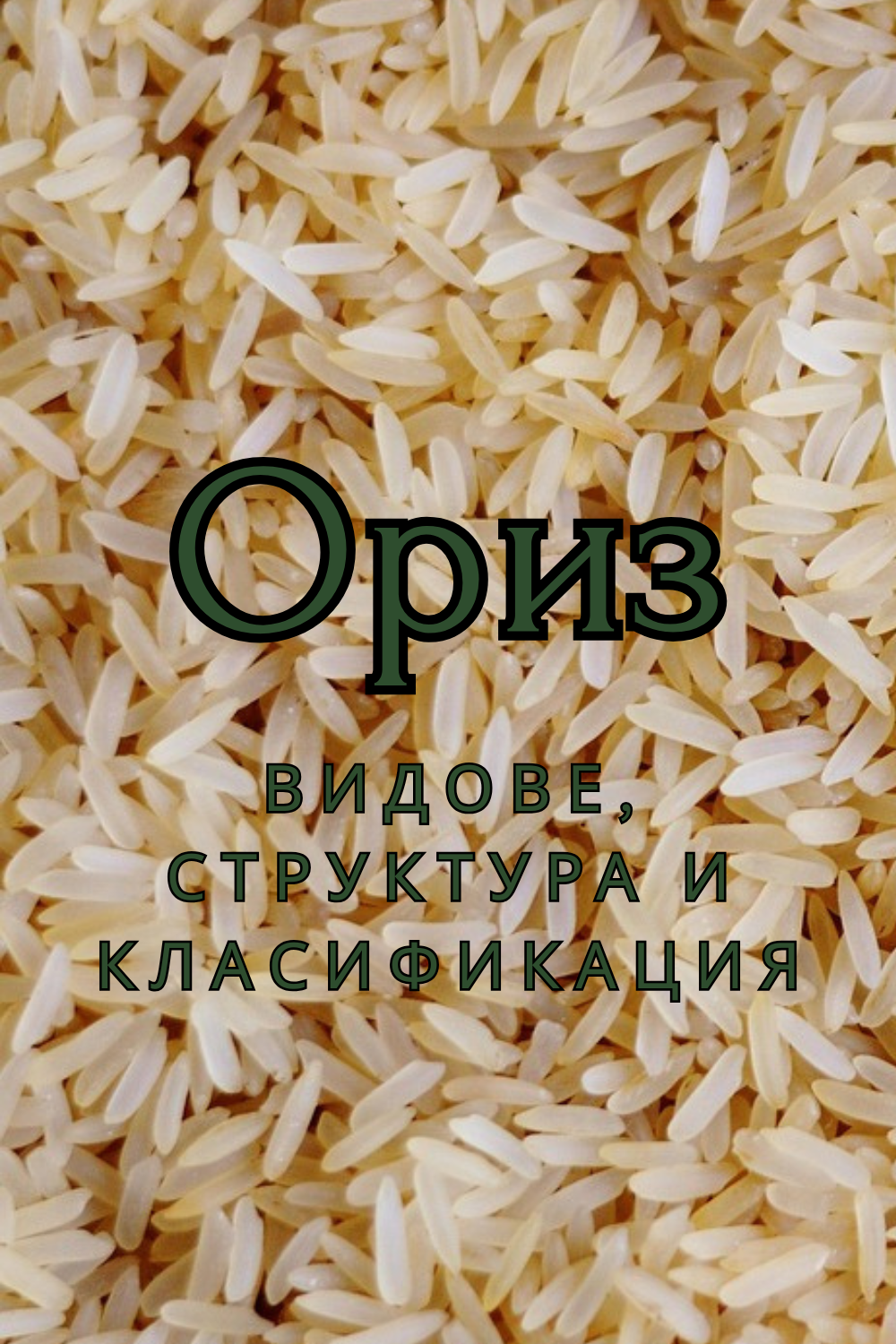 Ориз: Сортове, Структура и Класификация