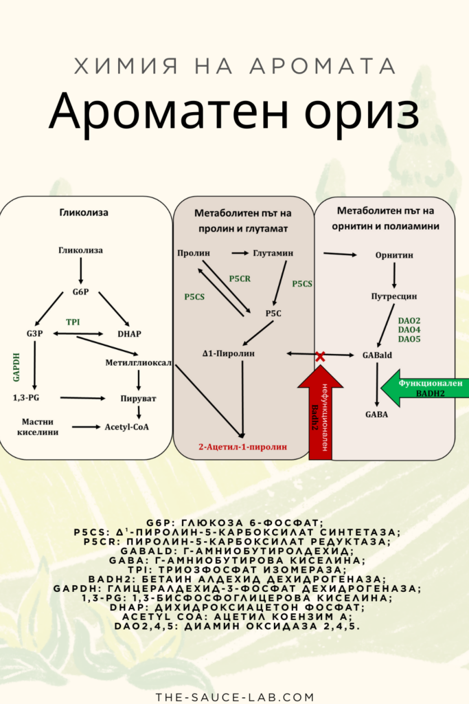 Инфографика със заглавие „Химия на аромата – Ароматен ориз“. Показани са три биохимични пътя: гликолиза, метаболитен път на пролин и глутамат, и метаболитен път на орнитин и полиамини. Схемата проследява образуването на Δ1-пиролин и ключовото ароматно съединение 2-ацетил-1-пиролин (2AP). Отбелязано е, че нефункционалният ензим BADH2 води до натрупване на GABA и превръщането му в 2AP. В долната част има легенда с абревиатури на ензими и метаболити. Фонът е светъл с оризови растения, а в долната част е изписано the-sauce-lab.com.