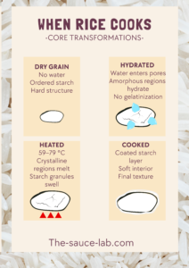 Infographic titled ‘When Rice Cooks – Core Transformations’ showing four stages of rice during cooking. The first panel, ‘Dry Grain,’ describes rice as having no water, ordered starch, and a hard structure, with a simple outline drawing of a dry grain. The second panel, ‘Hydrated,’ shows water droplets entering the grain as amorphous regions hydrate without gelatinization. The third panel, ‘Heated,’ notes that at 59–79°C crystalline regions melt and starch granules swell, illustrated with heat symbols. The fourth panel, ‘Cooked,’ shows a fully hydrated grain with a coated starch layer and soft interior, representing final texture. Background features rice grains and the footer reads ‘The-sauce-lab.com.