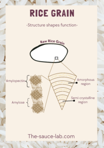 Infographic titled ‘Rice Grain – Structure Shapes Function.’ It shows a simple outline drawing of a raw rice grain with a zoom‑in box highlighting its internal structure. The enlarged section reveals layered regions labeled ‘Amorphous region’ and ‘Semi‑crystalline region.’ On the left, two starch components are illustrated: stacked, branched amylopectin clusters and linear amylose chains. Background features faint rice grains, and the footer reads ‘The-sauce-lab.com.