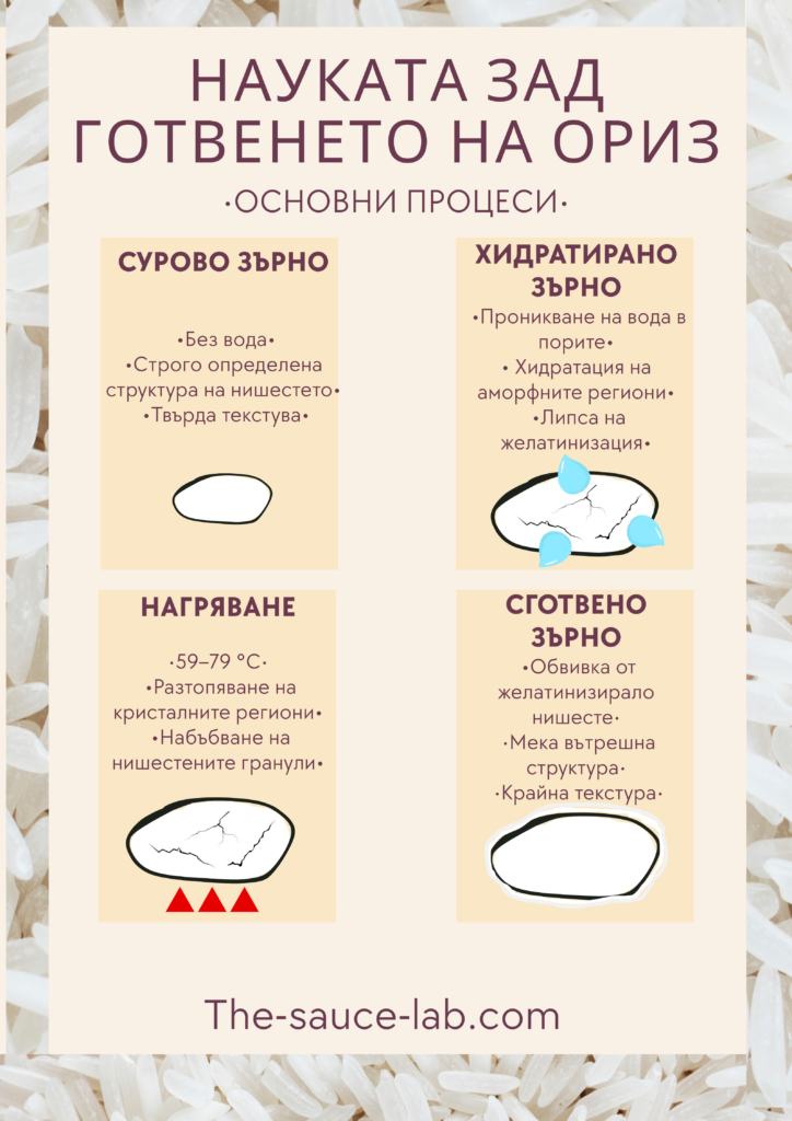 Инфографика „Науката зад готвенето на ориз – основни процеси“, показваща четири етапа: сурово зърно, хидратирано зърно, нагряване (59–79 °C) и сготвено зърно, с визуализация на промените в нишестето и текстурата по време на готвене.