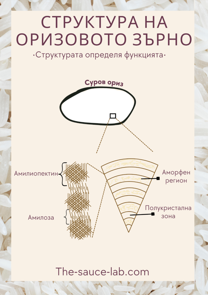 Инфографика „Структура на оризовото зърно“, показваща сурово оризово зърно и увеличен разрез на нишестената му структура с амилоза и амилопектин, както и аморфни и полукристални региони, илюстриращи как структурата определя функцията.