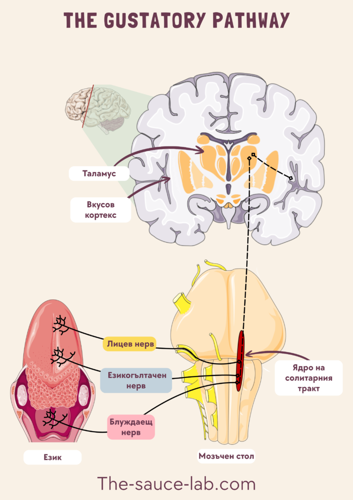 An anatomical infographic illustrating the gustatory pathway, showing how taste signals travel from taste receptor cells in the taste buds through cranial nerves VII (facial), IX (glossopharyngeal), and X (vagus) to the nucleus of the solitary tract in the brainstem, then to the thalamus (VPM nucleus), and finally to the primary gustatory cortex in the insula and frontal operculum. The diagram highlights the sequential transmission of taste information from the tongue and oral cavity to the brain for conscious taste perception.
