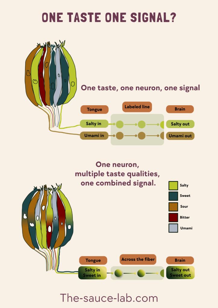 scientific illustration comparing the labeled-line and across-fiber pattern theories of taste coding. The labeled-line model depicts distinct populations of taste receptor cells and sensory nerve fibers dedicated to specific taste qualities, such as sweet, sour, salty, bitter, and umami, with each pathway transmitting information separately to the brain. The across-fiber pattern model shows taste stimuli activating multiple sensory fibers with different response strengths, producing a characteristic pattern of activity across the nerve population that the brain interprets as a particular taste. The diagram uses color-coded pathways, receptor cells, and neural signals to contrast dedicated coding with population-based coding.