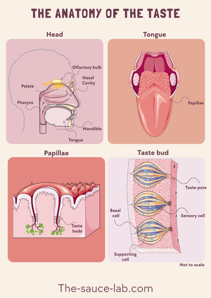 An infographic titled “The Anatomy of the Taste” illustrating four aspects of the human taste system. The upper-left panel shows a head cross-section labelled with the olfactory bulb, nasal cavity, palate, pharynx, mandible and tongue. The upper-right panel depicts the tongue and its papillae. The lower-left panel shows a cross-section of tongue papillae containing taste buds. The lower-right panel illustrates taste buds in detail, labelling the taste pore, sensory cells, supporting cells and basal cells. The diagrams use pink, coral and burgundy tones on a cream background, with “Not to scale” noted beneath the lower-right panel. The-sauce-lab.com appears at the bottom.